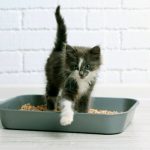 Problemas urinarios en gatos