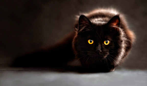 Supersticiones con gatos